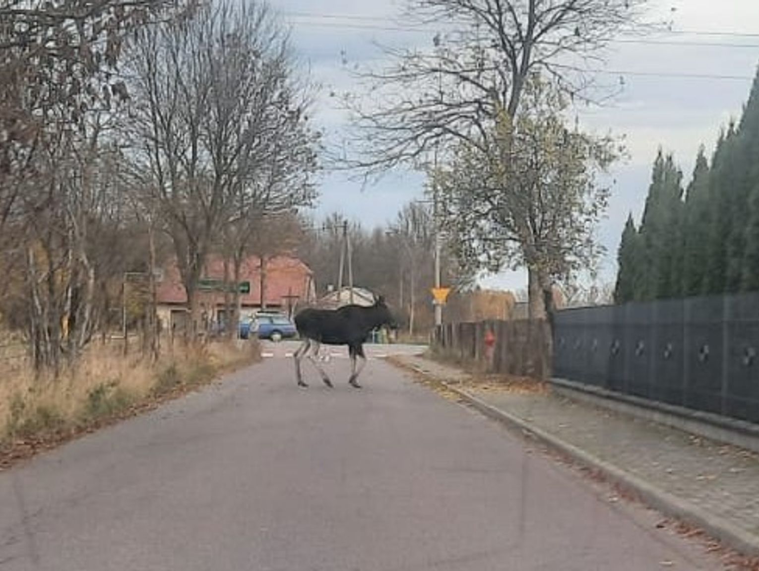 Dzi Rano Po Ulicy Warszawskiej Biega O Co Si Z Nim Sta O