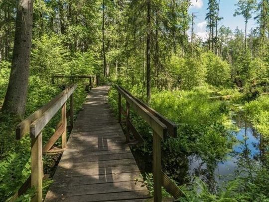 A może by tak rzucić wszystko i wyjechać… na Podlasie?