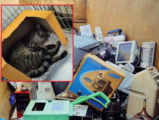 Porządki z sercem – elektrośmieci dla bezdomnych psów i kotów