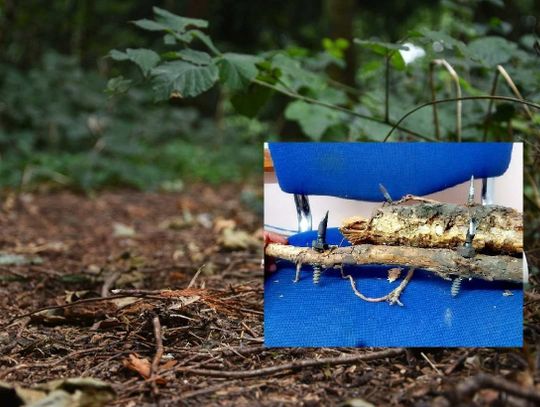 Amatorskie pułapki na ścieżkach. Leśnicy alarmują