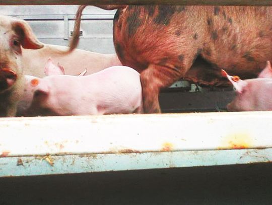 ASF: Niehumanitarny odbiór zwierząt. Świnie rozszarpywały małe prosięta!