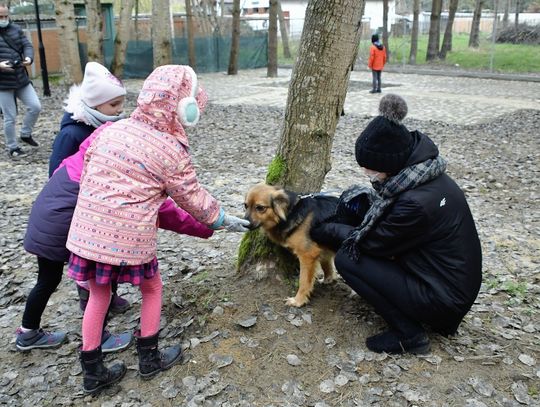 Biała Podlaska: Aby psy znalazły dom
