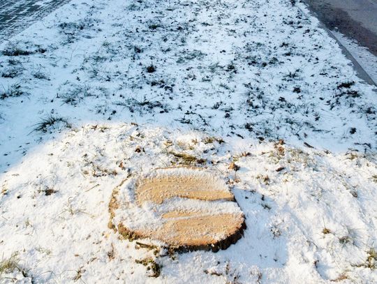 Biała Podlaska: Coraz mniej drzew w mieście