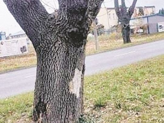 Biała Podlaska: Dlaczego zwlekają z wycinką drzew?