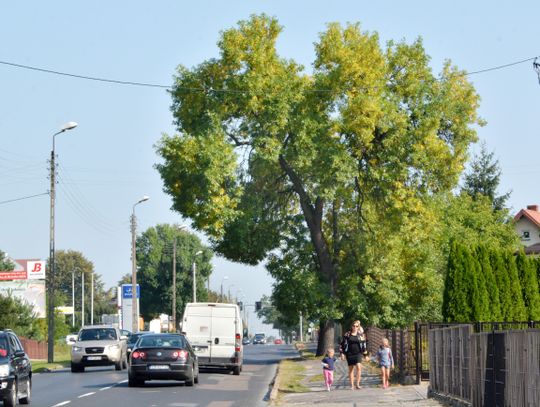 Biała Podlaska: Drzewo, które zagraża bezpieczeństwu