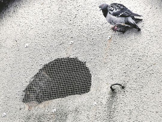 Biała Podlaska: Gołębie gniazda zasłonięto siatkami
