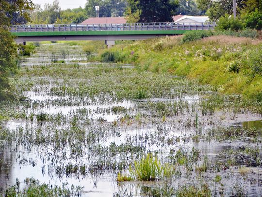 Biała Podlaska: Krznę pokryła zieleń traw