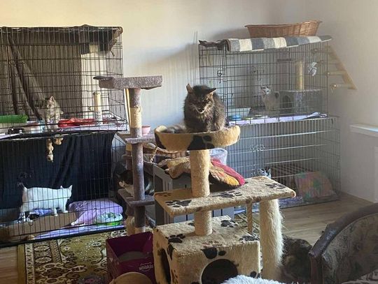 Biała Podlaska: Kto zaopiekuje się kotami na zlecenie miasta?