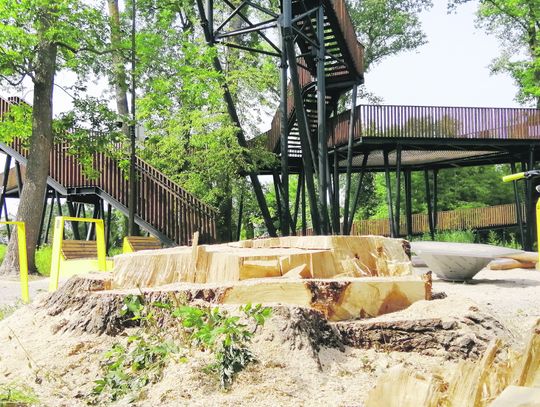 Biała Podlaska: Likwidują drzewa w Małpim Gaju