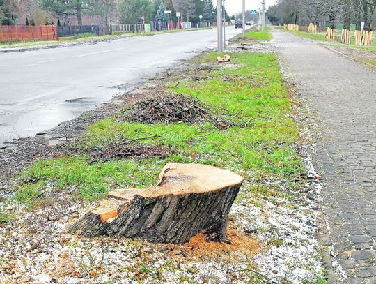 Biała Podlaska: Na Warszawskiej wycięto 120 drzew