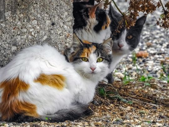 BIAŁA PODLASKA. Nie ma komu zlecić tej opieki. Miasto twierdzi, że daje radę