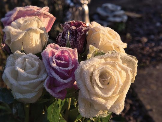 Biała Podlaska. Odeszli do wieczności [01-02-2026]