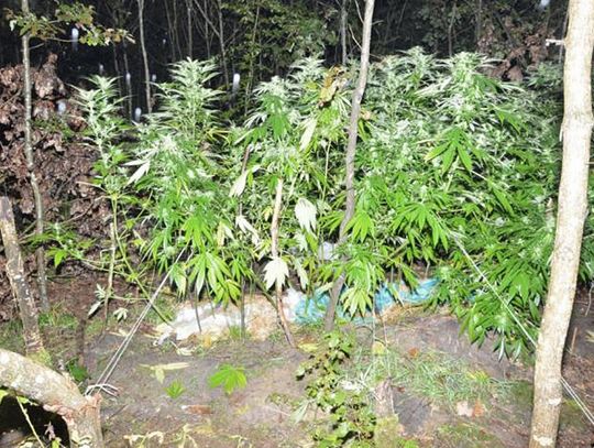 Biała Podlaska: Plantacja marihuany w lesie
