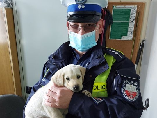 Biała Podlaska: Policjanci uratowali szczeniaka