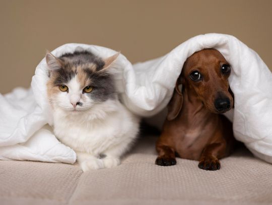 BIAŁA PODLASKA: Rusza projekt dla zwierząt z budżetu obywatelskiego