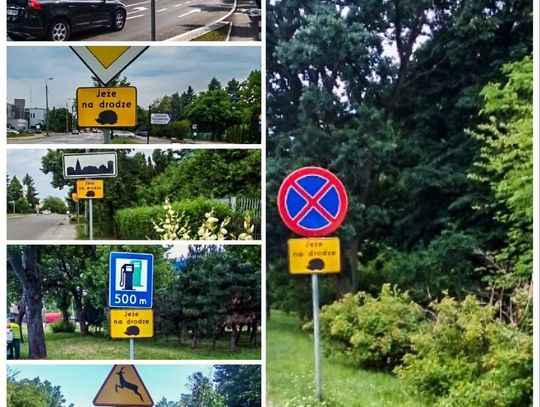 Biała Podlaska: Tabliczki znikną, bo jeże idą spać