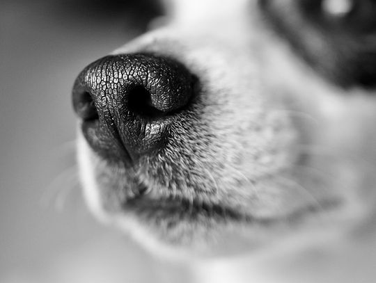 Biała Podlaska: Uszy martwego psa wystawały z ziemi
