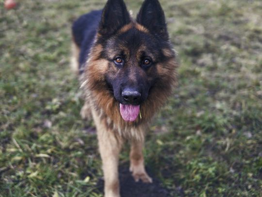 Biała Podlaska: Właściciel agresywnego psa znaleziony