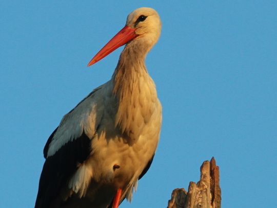 Bocianica Zbysia nie wróci do Polski. Zatrzymała się na gnieździe w Ukrainie