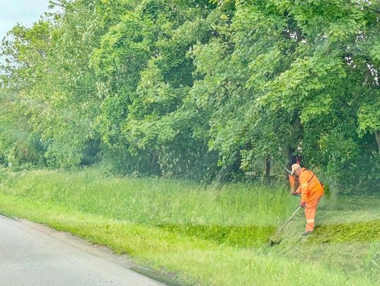 Burmistrz chce zatrudnić specjalistę od drzew i traw