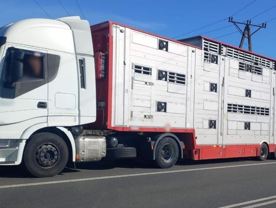 Bydło bez wymaganego odpoczynku, karmienia i pojenia