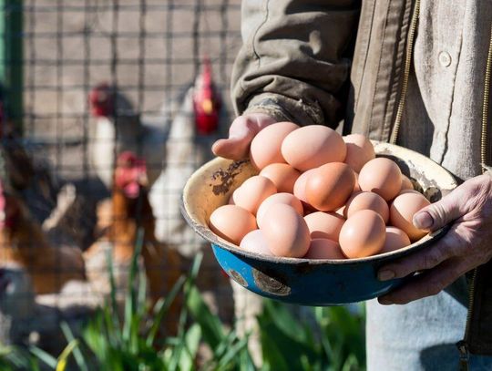 Ceny jaj przed Wielkanocą 2026