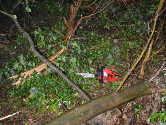Chciał uprzątnąć szkody po burzy. Zginął pod drzewem