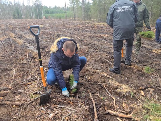 Chotyłów. Posadzili 8 tys. drzewek