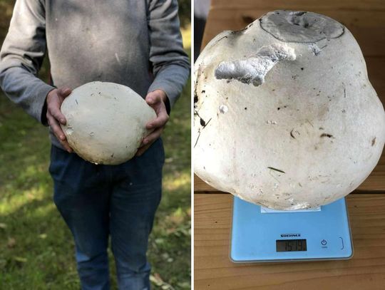 Lubelskie. Co za grzyb! 25-latek z Sadów znalazł prawdziwego giganta