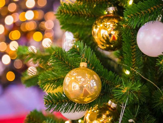 Co zrobić z choinką, kiedy skończy się Boże Narodzenie? Wskazówki Lasów Państwowych 