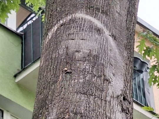 "Cud" w Parczewie – ludzie modlą się przy drzewie. Co na to kuria? [ZDJĘCIA, FILM]