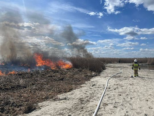 Lubelskie. Czarna seria pożarów w powiecie włodawskim. Strażacy walczyli z żywiołem przez wiele godzin [FILM, ZDJĘCIA]