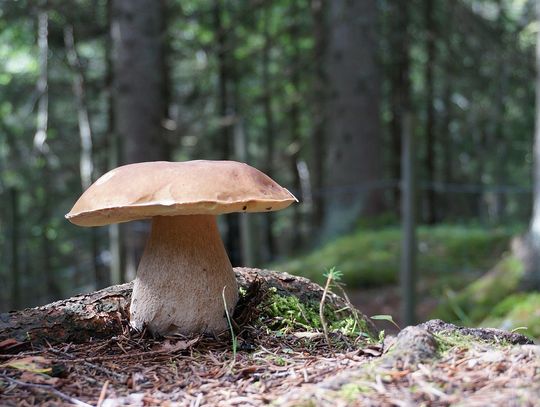 Jak na grzyby to tylko dobrze znane. Ekspertka z Białej Podlaskiej radzi, jak nie pomylić kani z muchomorem