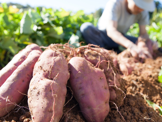 Czemu rolnicy czekają z wykopkami ziemniaków? Niektórzy wyrzucają warzywa na wysypiska