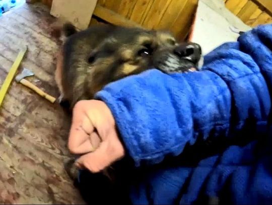 Czworonożni funkcjonariusze na szkoleniu w powiecie radzyńskim [WIDEO, ZDJĘCIA]