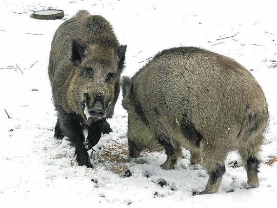 Dębowa Kłoda i Sosnowica w czerwonej strefie