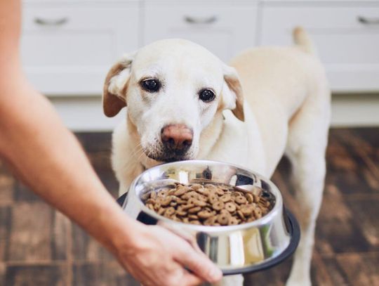 Teraz hitem jest catering dla psów