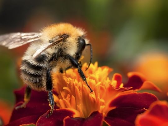 DLACZEGO WAŻNE JEST ZAANGAŻOWANIE KAŻDEGO CZŁOWIEKA W OCHRONĘ PSZCZÓŁ?
