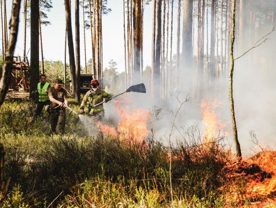 Pożar lasu w Nadleśnictwie Józefów gasi 100 zastępów straży