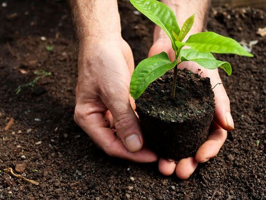 Drzewko za śmieci. Do rozdania mają 450 drzewek