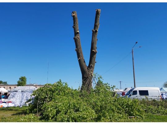 Ekolodzy o ogłowionych drzewach w Radzyniu: To grozi znacznym skróceniem ich życia