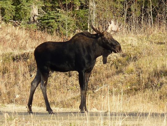 Ekspresówka przetnie szlaki łosia