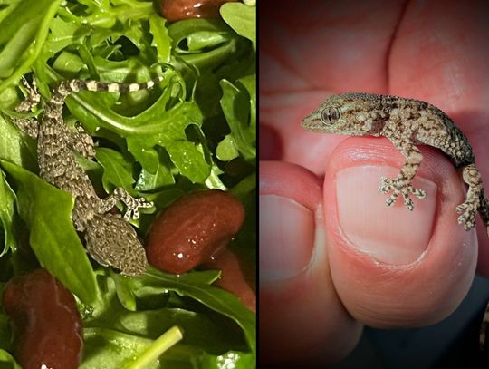 Lubelskie. Gekon zamieszkał w rukoli. Omal nie trafił do sałatki pani Karoliny z gminy Siedliszcze