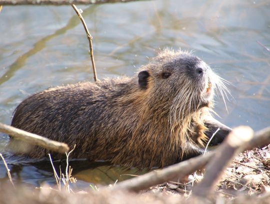 Gmina Biała Podlaska: Zalane pola i łąki. Rolnicy mają dość bobrów