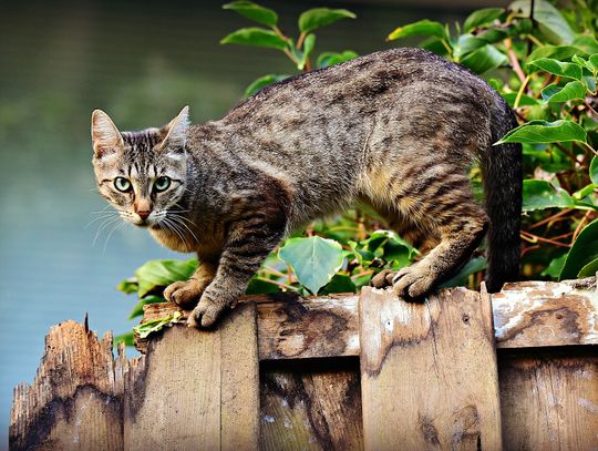 Gmina Czemierniki: Zabili kota, bo zjadł im wędlinę
