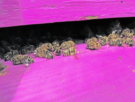 Gmina Drelów: Barbarzyństwo! Wytruto aż pięć pszczelich rodzin