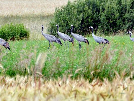 Gmina Drelów: Ptasie gangi niszczą uprawy