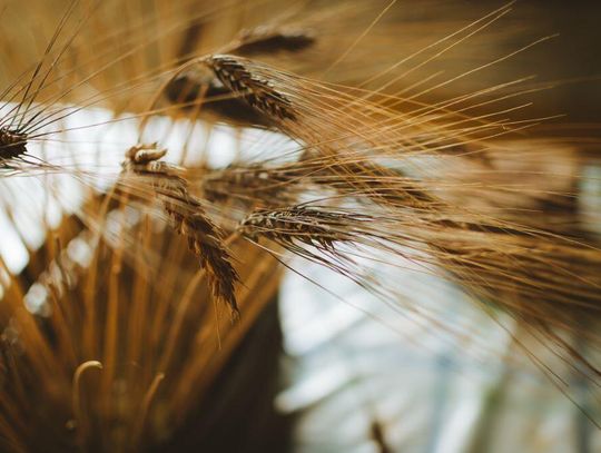 Gmina Huszlew podziękuje za plony. Przed nami czas dożynek