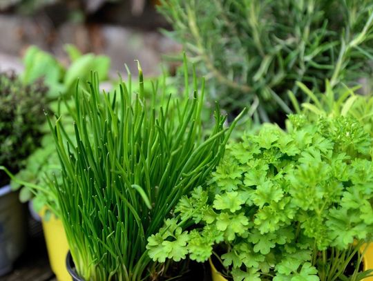 Gmina Janów Podlaski. Już wkrótce warsztaty zielarskie