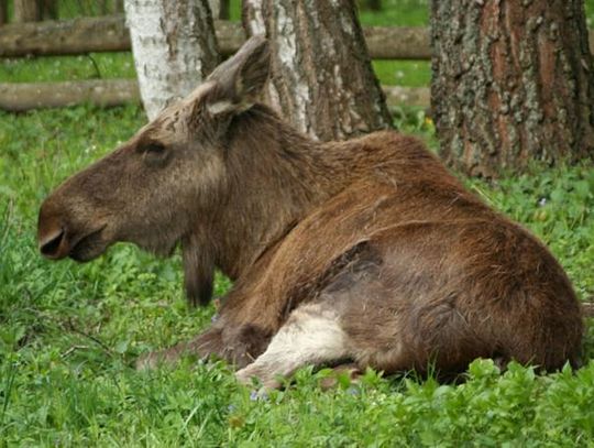 Gmina Kąkolewnica: Chorej samicy łosia nikt nie pomógł